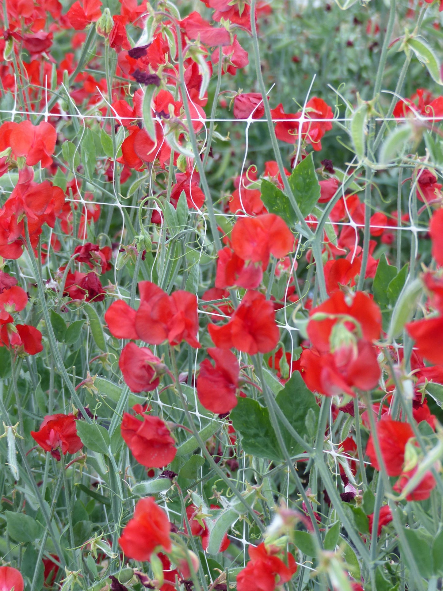 25 Sweet Pea Seeds Sweet Pea Spring Sunshine Scarlet