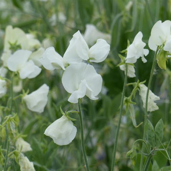 25 Sweet Pea Seeds Sweet Pea Spring Sunshine White