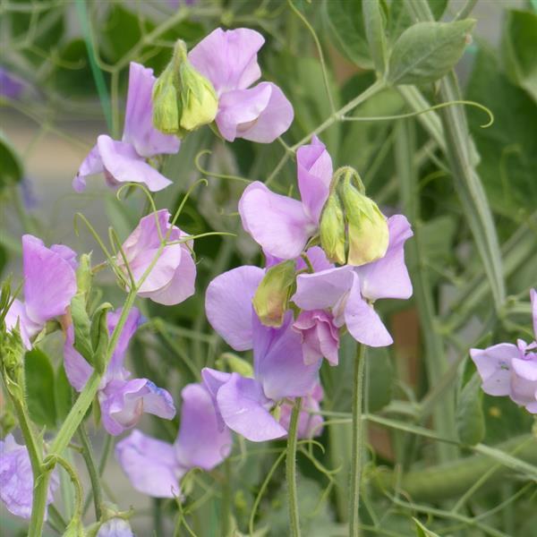 25 Sweet Pea Seeds Sweet Pea Winter Sunshine Mauve