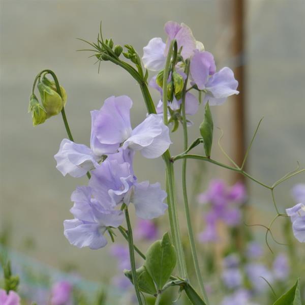 25 Sweet Pea Seeds Sweet Pea Winter Sunshine Lavender