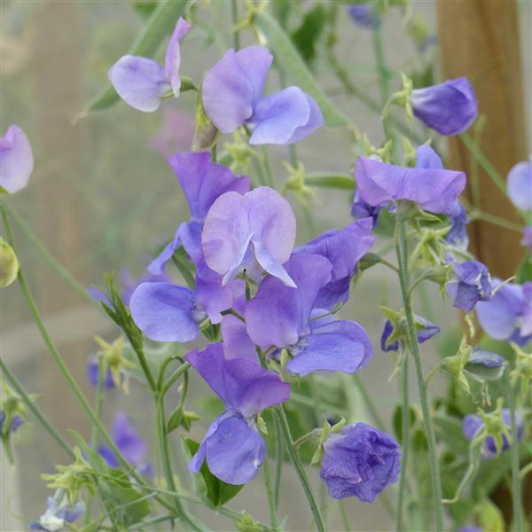 25 Sweet Pea Seeds Sweet Pea Winter Sunshine Mid Blue