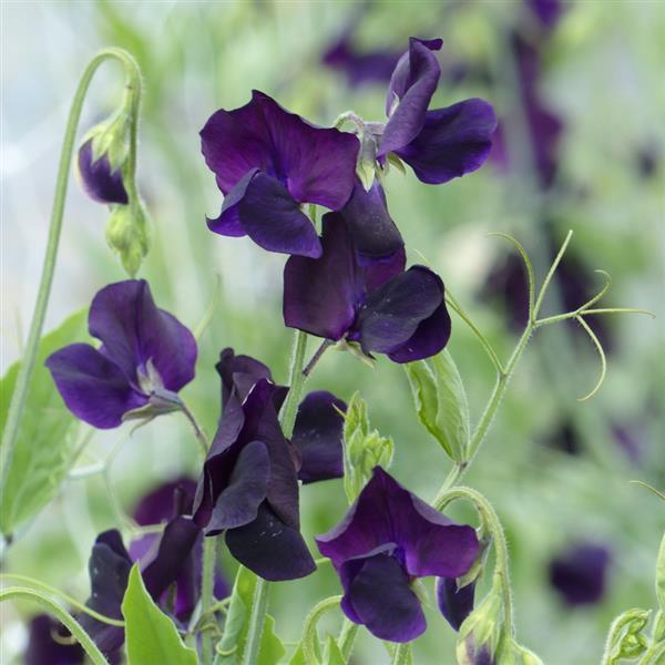 25 Sweet Pea Seeds Sweet Pea Winter Sunshine Navy