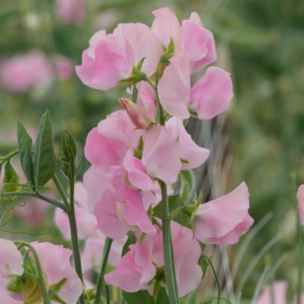 25 Sweet Pea Seeds Sweet Pea Winter Sunshine Pink