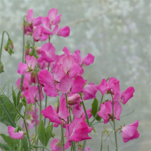 25 Sweet Pea Seeds Sweet Pea Winter Sunshine Rose