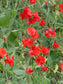 25 Sweet Pea Seeds Sweet Pea Winter Sunshine Scarlet