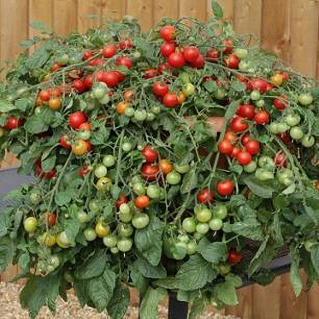 Tomato Seeds Red Profusion F1 Tomato Trailing Tomato 25 Seeds