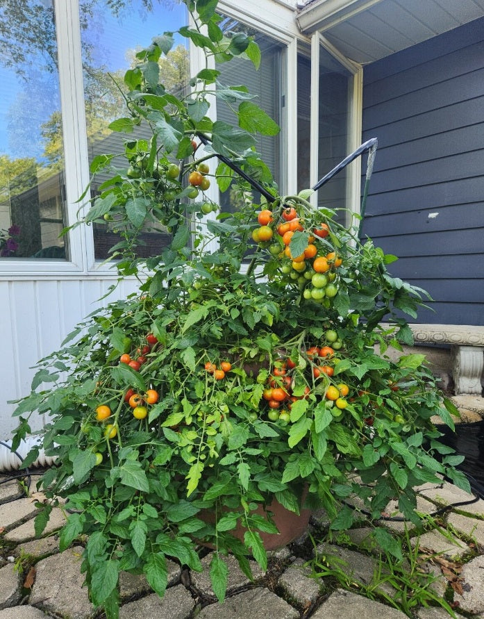 Tomato Seeds Red Profusion F1 Tomato Trailing Tomato 25 Seeds