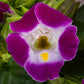 Torenia Seeds Hi Lite Light Magenta 50 Pelleted Seeds