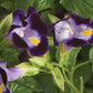 50 Pelleted Torenia Seeds Torenia Little Kiss Blue Torenia Seeds