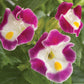 50 Pelleted Torenia Seeds Torenia Little Kiss Burgundy