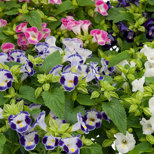 50 Pelleted Torenia Seeds Torenia Little Kiss Mix