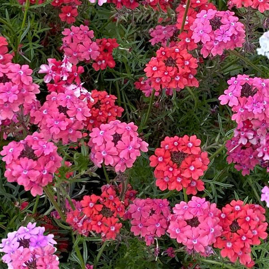 100 Sweetheart Kisses Moss Verbena Seeds Verbena