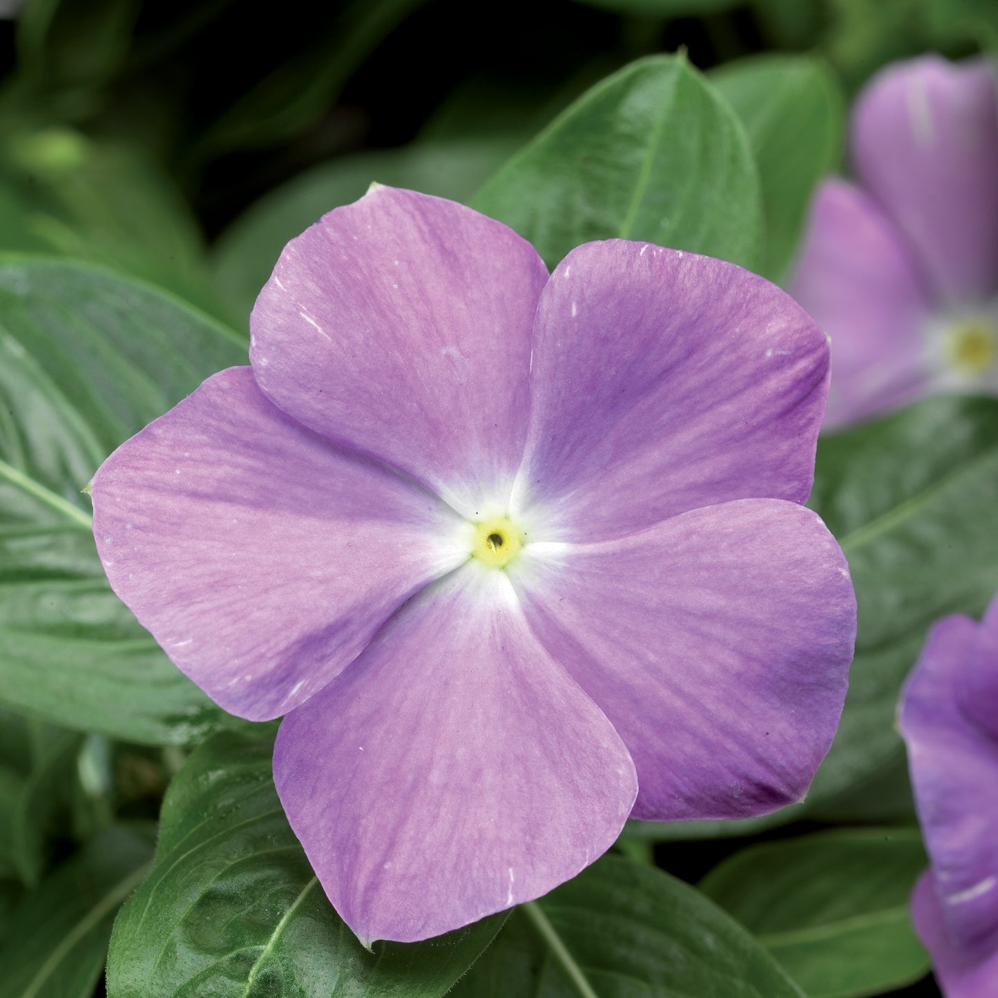 Vinca Seeds Sunstorm Light Blue 50 Periwinkle Seeds