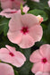 50 Vinca Seeds Titan-ium ™ Apricot Vinca