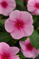 50 Vinca Seeds Titan-ium ™ Blush Vinca