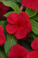 50 Vinca Seeds Titan-ium ™ Dark Red Vinca