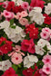 50 Vinca Seeds Titan-ium ™ Mix Vinca