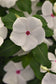 50 Vinca Seeds Titan-ium ™ Polka Dot Vinca