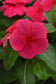 50 Vinca Seeds Titan-ium ™ Punch Vinca