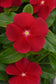 50 Vinca Seeds Titan-ium ™ Really Red Vinca