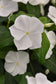 50 Vinca Seeds Titan-ium ™ White Vinca