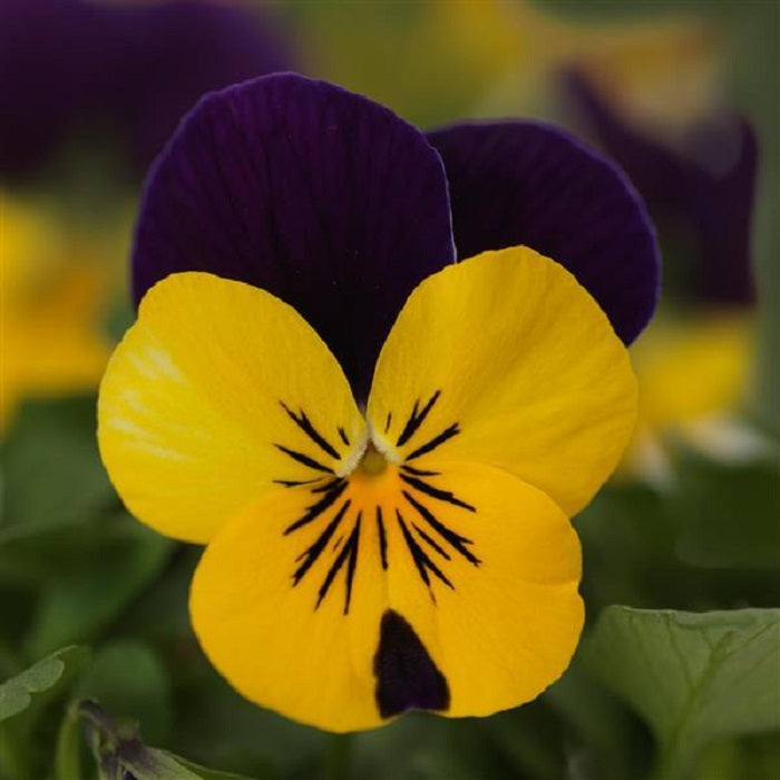 50 Viola Seeds Violas Quicktime Violet Jump Up