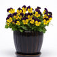 50 Viola Seeds Violas Quicktime Violet Jump Up