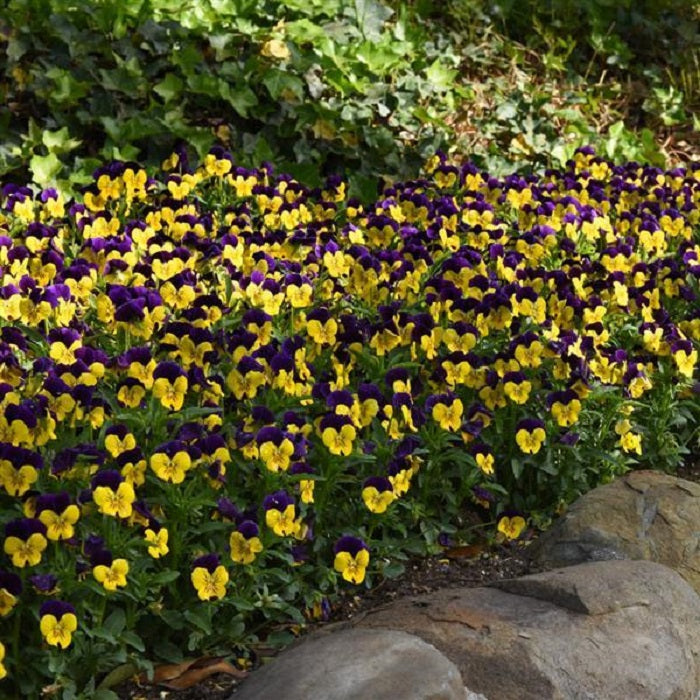 50 Viola Seeds Violas Quicktime Violet Jump Up