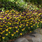 50 Viola Seeds Violas Quicktime Violet Jump Up