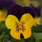 50 Viola Seeds Violas Quicktime Violet Jump Up