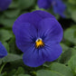 50 Viola Seeds Violas Quicktime Blue