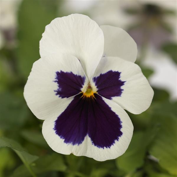 Viola Seeds 50 Seeds Viola Quicktime White Blotch