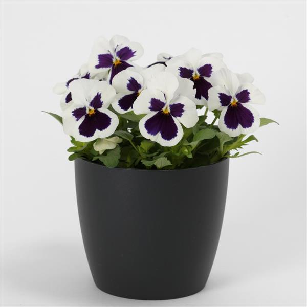 Viola Seeds 50 Seeds Viola Quicktime White Blotch