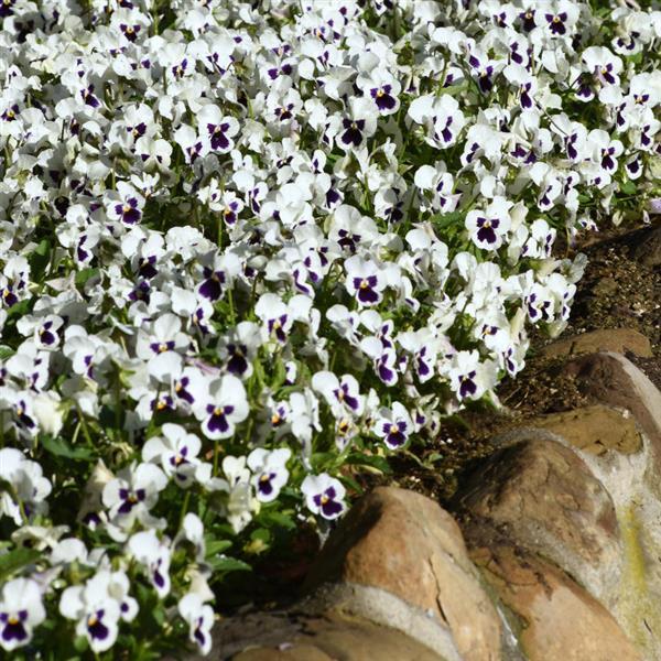 Viola Seeds 50 Seeds Viola Quicktime White Blotch