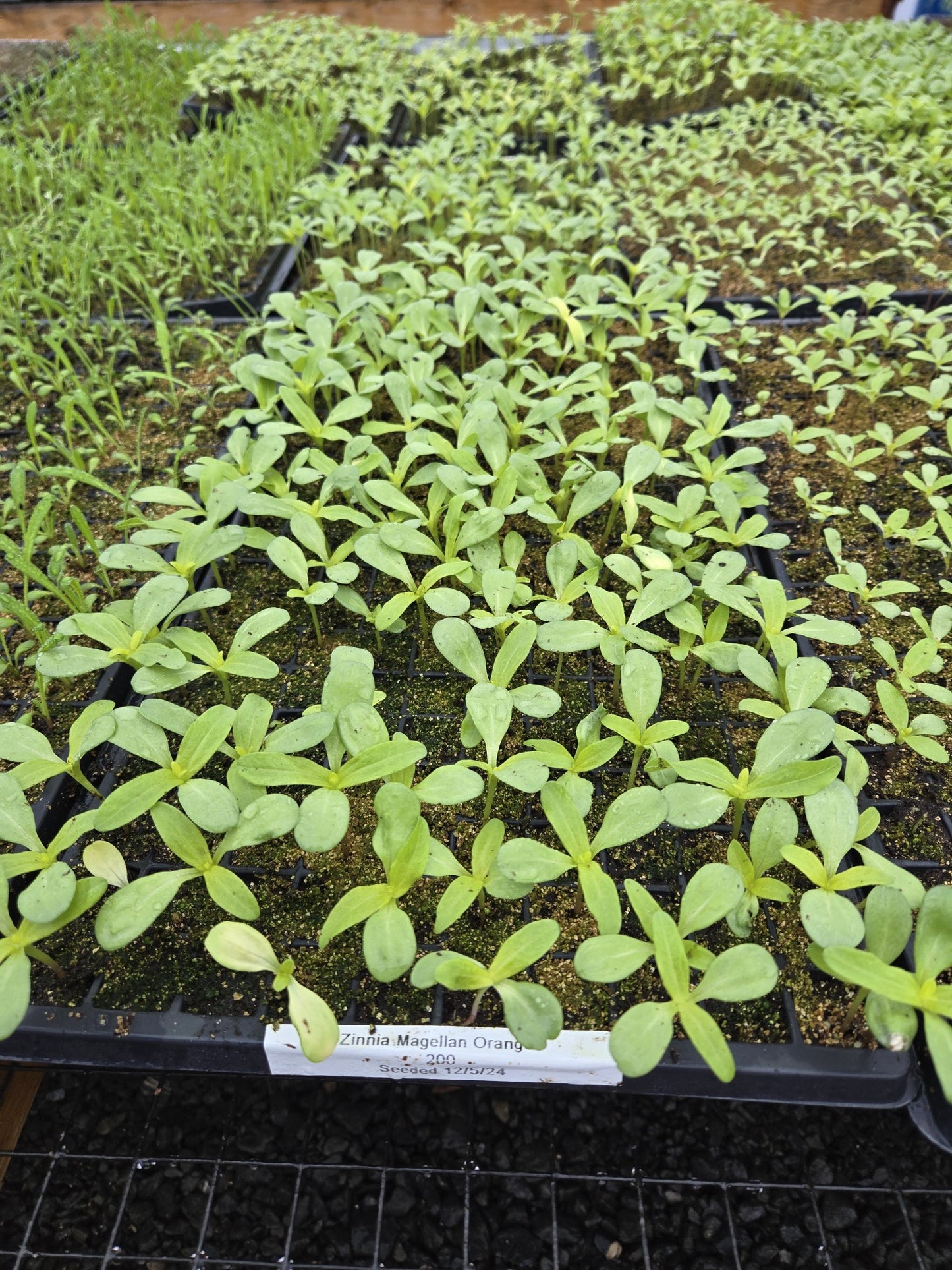 25 Zinnia Seeds Zinnia Magellan Orange Zinnias F1