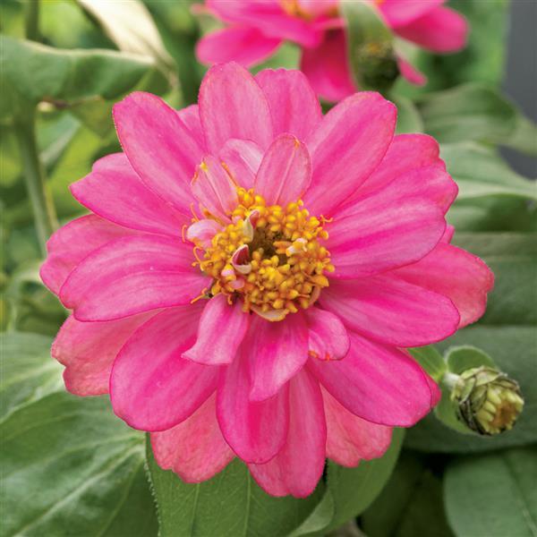 25 Zinnia Seeds Zinnia Belize Double Rose