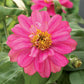 25 Zinnia Seeds Zinnia Belize Double Rose