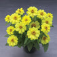 25 Zinnia Seeds Zinnia Belize Double Yellow