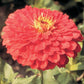 Zinnia Seeds Benary’s Giant Coral Flower Seeds 50 Seeds