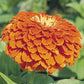 Zinnia Seeds Benary’s Giant Orange Flower Seeds 50 Seeds