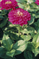 Zinnia Seeds Benary's Giant Purple Flower Seeds 50 Seeds