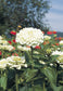 Zinnia Seeds Benary's Giant White 50 Flower Seeds