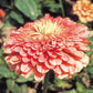 Zinnia Seeds Benary’s Giant Salmon Rose Flower Seeds 50 Seeds