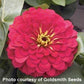 25 Zinnia Seeds Zinnia Magellan Cherry Zinnias F1