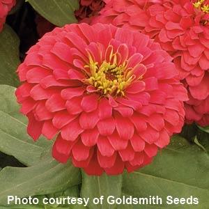 25 Zinnia Seeds Zinnia Magellan Coral Zinnias F1