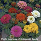 25 Zinnia Seeds Zinnia Magellan Mix Zinnias F1