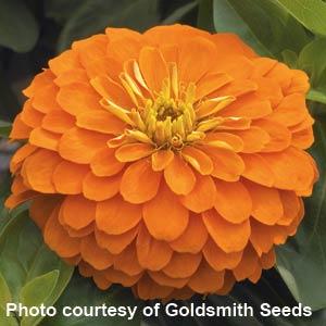 25 Zinnia Seeds Zinnia Magellan Orange Zinnias F1