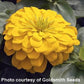 25 Zinnia Seeds Zinnia Magellan Yellow Zinnias F1