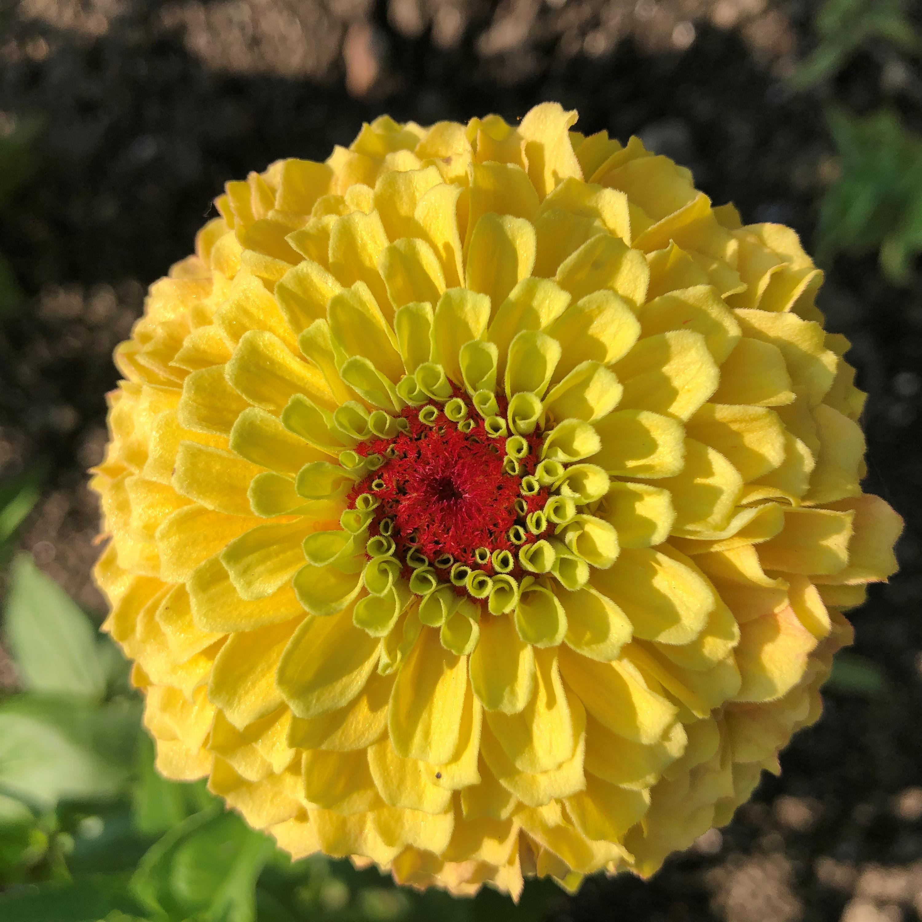 Buy Zinnia Seeds Zinnias Queeny Lemon Peach 25 Flowers Seeds