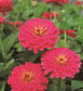 50 Zinnia Seeds Zinnia Sun Cherry Cut Flower Seeds